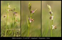 Ophrys-oestrifera